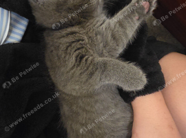 Beautiful British Shorthair kittens