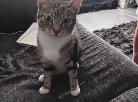 Cat for sale