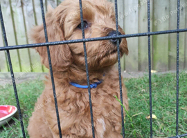 Beautiful Cavapoochon Boy