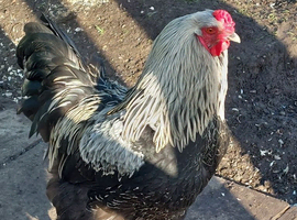 Brahma cross cockerel