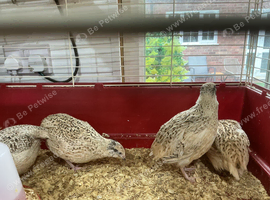 Jumbo quail