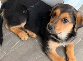 Stunning Rottweiler &times; German Shepherd Puppies