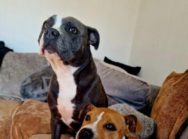 Red and White Staffordshire Bull Terrier Pup