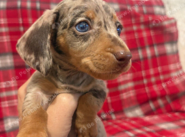 MINIATURE DACHSHUND PUPPIES