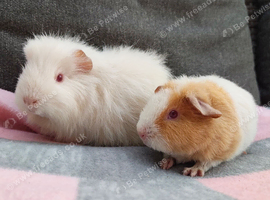 2 beautiful female guinea pigs.