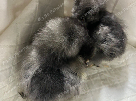 Pekin bantam chicks