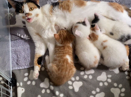 Female kitten