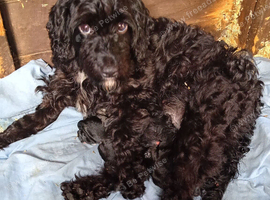 Cockapoo puppies