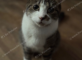 Domestic Kitten