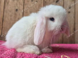 Mini lop babys ready now