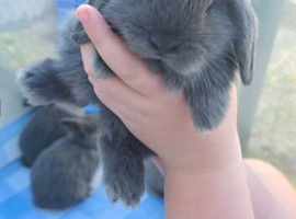 Mini lop bunnies 8 weeks old