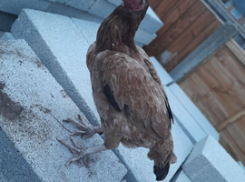 Aseel chicken for sale