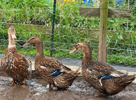 Appleyard cross - 18 month old laying ducks