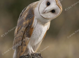 Wanted barn owl