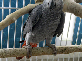 Congo Baby African grey