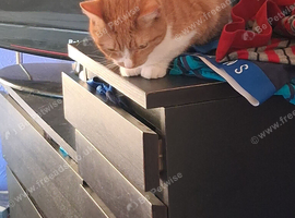 Female cat