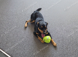 Young dog Neath
