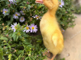 Indian runner ducklings