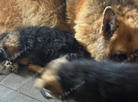 German shepherd puppies