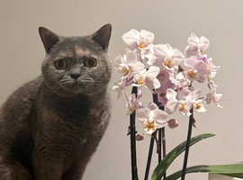 Purebred British Shorthair &ndash; Fully Vaccinated, Loving & Well-Behaved, Full Set Included