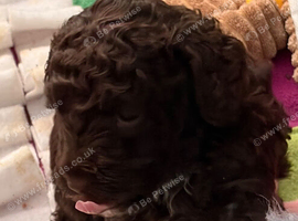 Stunning colours Cockapoo puppies ready end of Oct