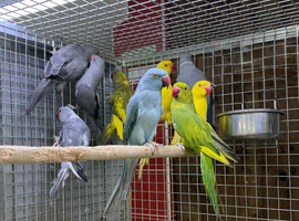 Ring neck parrot