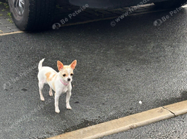 Chihuahua