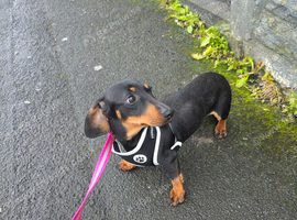 Miniature dachsund