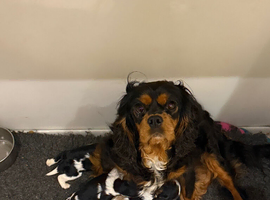 Kc dna clear cavalier puppies ready now