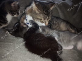 Beautiful kittens for sale