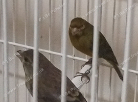 Greenfinch hen