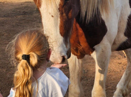 ️ Goonie &ndash; 3yo beautiful Red & White Cob Gelding ️