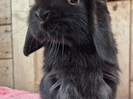 Mini lop buck.
