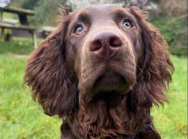 AMERICAN WATER SPANIEL NEEDS A LOVING HOME!!!