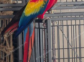 Scarlet macaw