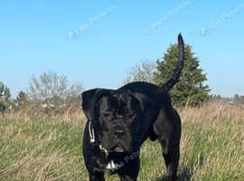 Male cane corso for stud