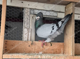 This birds for sale