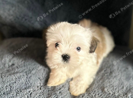Beautiful imperial Shih Tzu LAST FEMALE