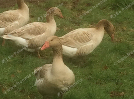 Brecon Buff Geese