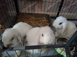 Make rabbits 13 weeks old