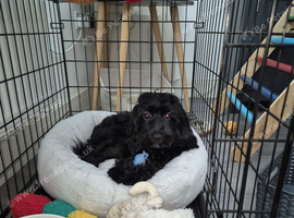 Lottie needs rehoming