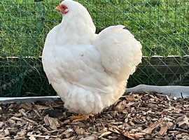 White Wyandotte show quality bantam hen