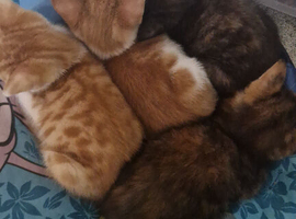 Beautiful mixed breed kittens ready for their forever homes
