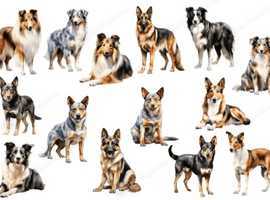 SHEEP DOG COLORFULL STICKERS from &pound; 0.90