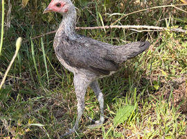 Modern Game Bantams