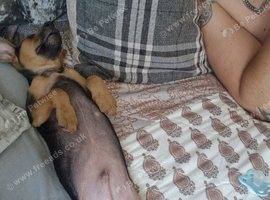 Puppy for sale