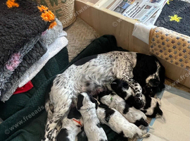 Cocker Spaniel (Show) KC registered Pups