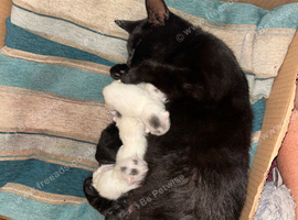 Bsh x ragdoll kittens