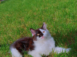 Oreo cat