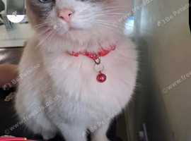 Beautiful Ragdoll Cross Kittens